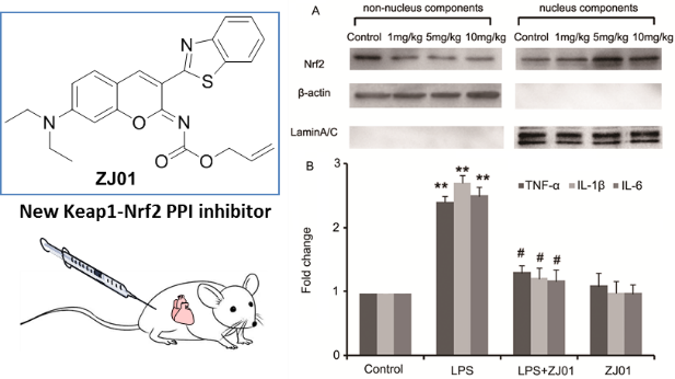 keap1nrf2ppi抑制剂及其抗心肌炎活性研究新进展